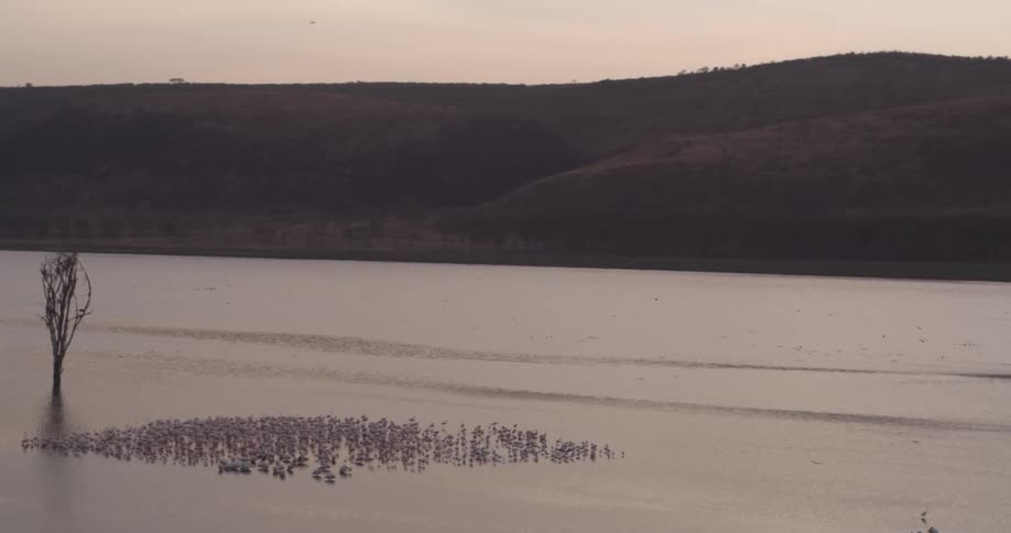 The lake has some birds flying around