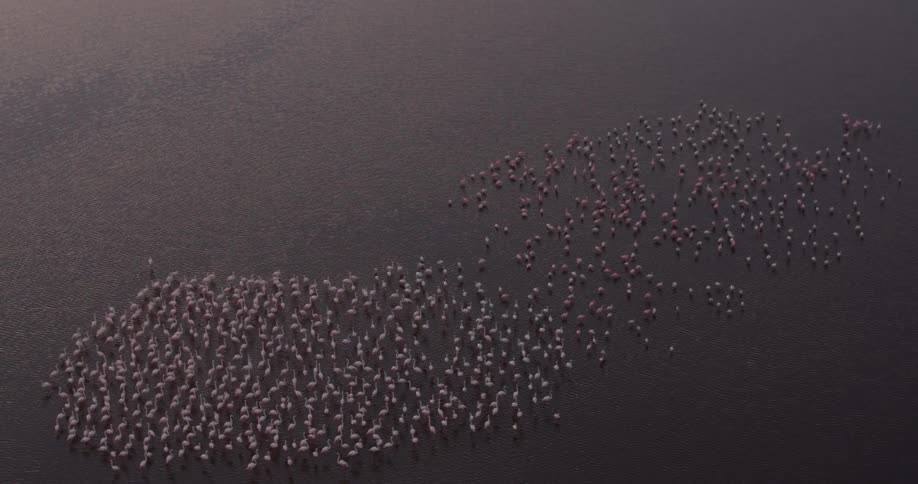 A large group of birds are standing in the water next to a tree
