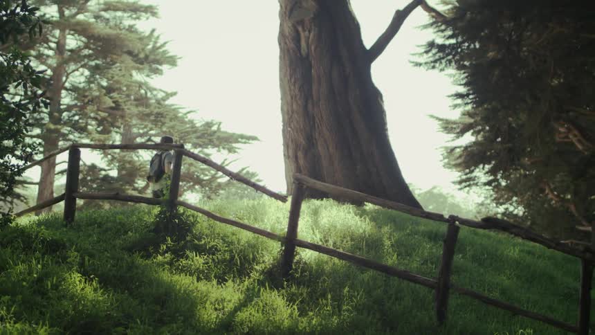 A man hikes in a forest next to a large tree
