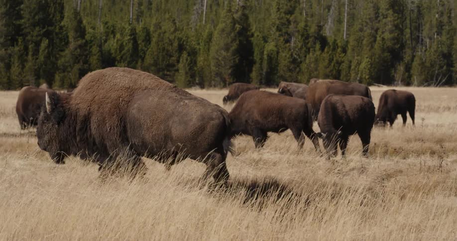 Herd of buffalo walking in a field