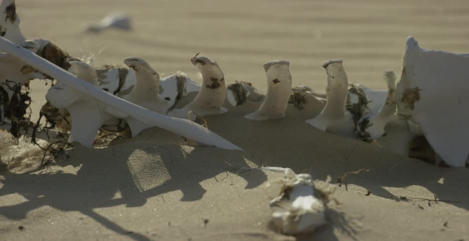 The bones of an animal are being filmed surrounded by sand