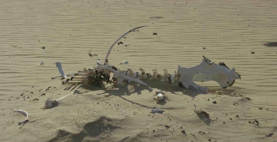 Pile of debris is partially covered by the sand