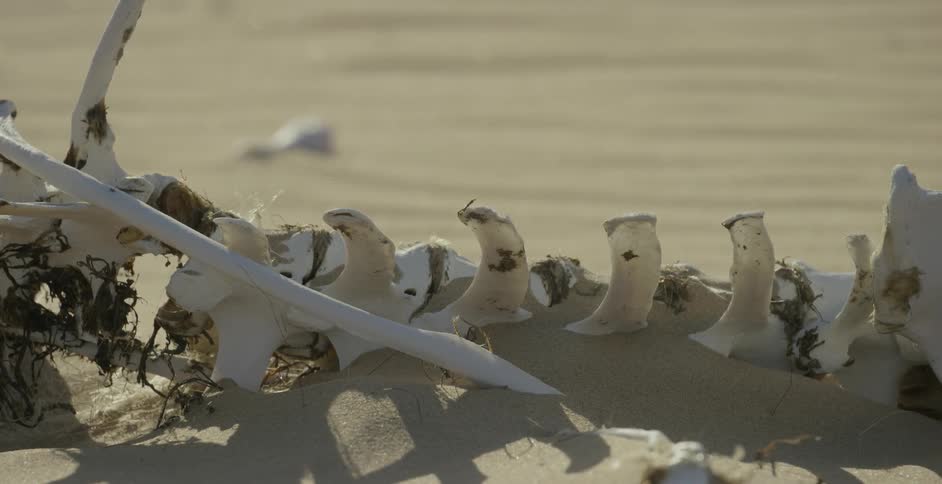Debris is partially covered with sand and seaweed