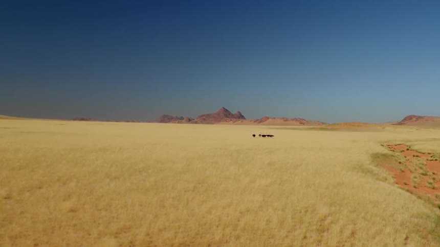 Ostriches stand in a grassy field on a clear day