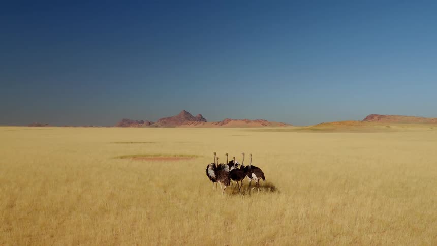 A group of ostrich are being filmed from a drone
