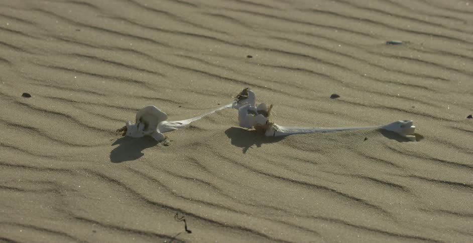 Bones lay in sand in a desert
