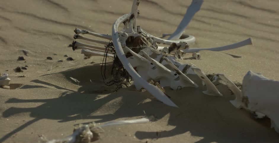 Carcass bones lay in the sand in a desert