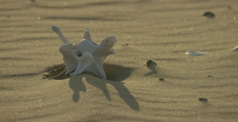 Bones stick out of the sand