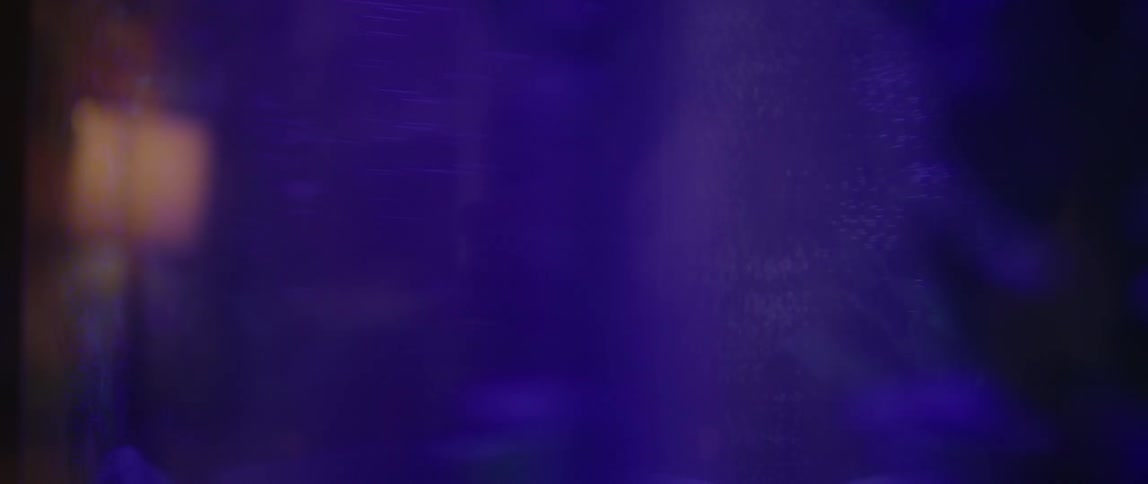 A man looks into a glowing fish tank at night