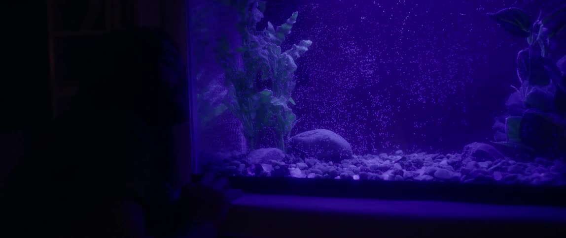 A hand touches the glass of a purple aquarium