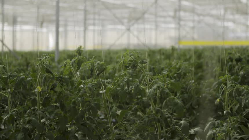 A green house is being filmed from inside