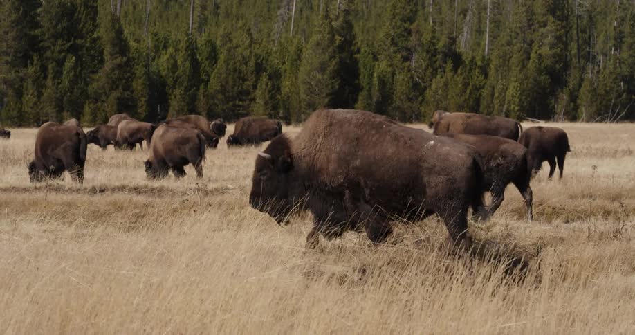 Herd of buffalo sitting in a field