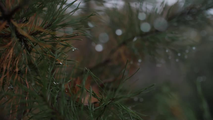 Water slowly drips off the needles on a tree