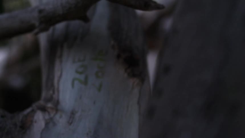 A persons name is carved in the tree branch