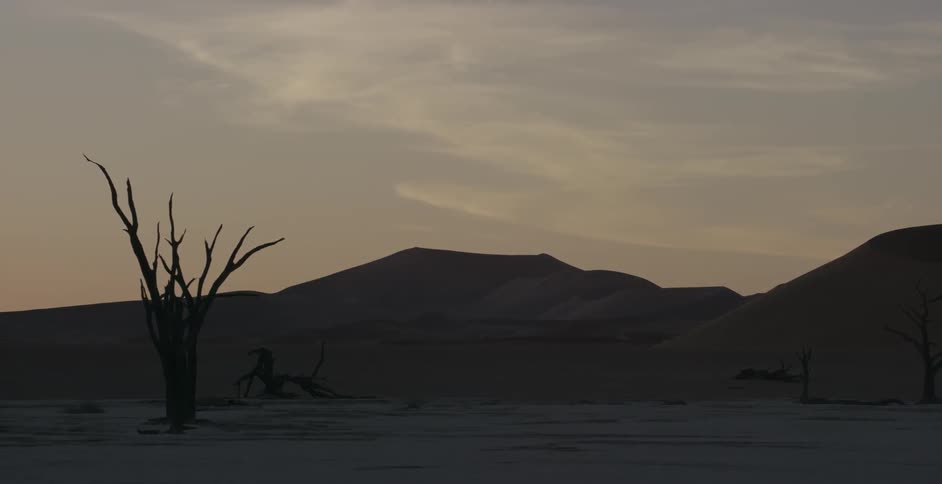 Dead trees are sticking up from the sand in a desert landscape