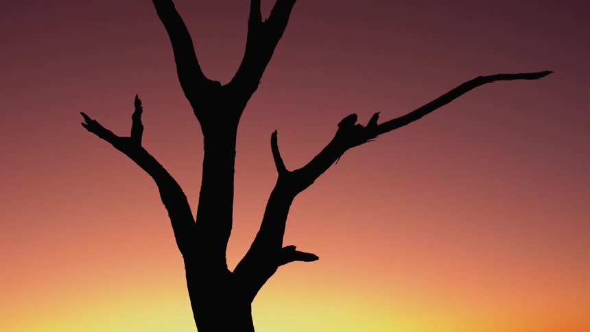 A dead tree stretches up to a sunset sky in a desert landscape