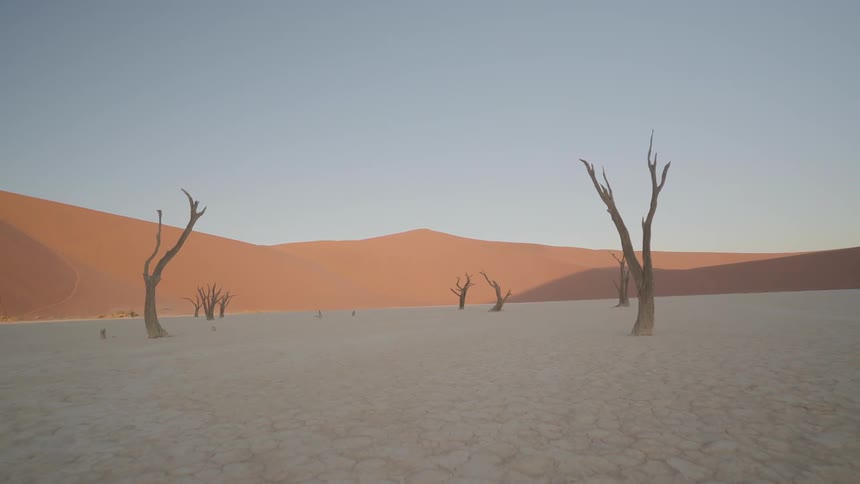 Bare trees cover a desert landscape