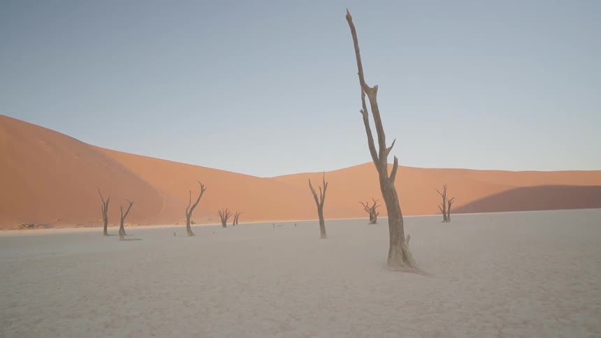 Bare trees cover a desert landscape