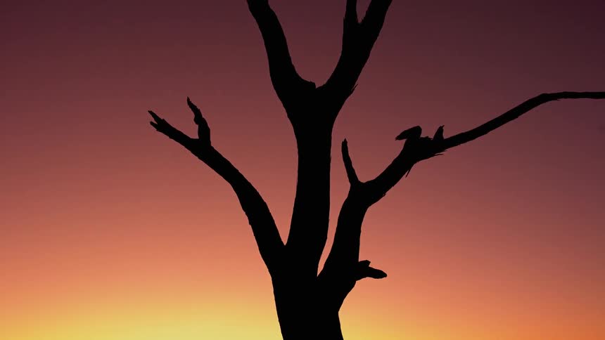 A bare tree stands in front of a sunset