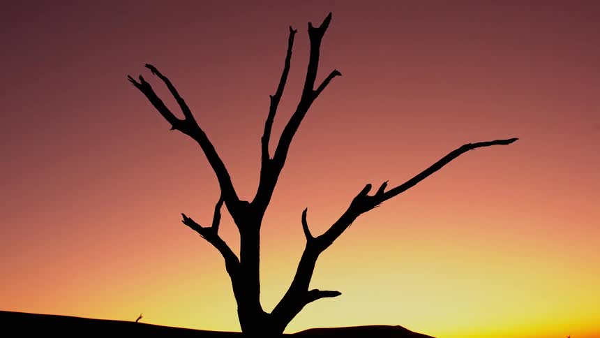 A barren tree is in front of a dawn sky