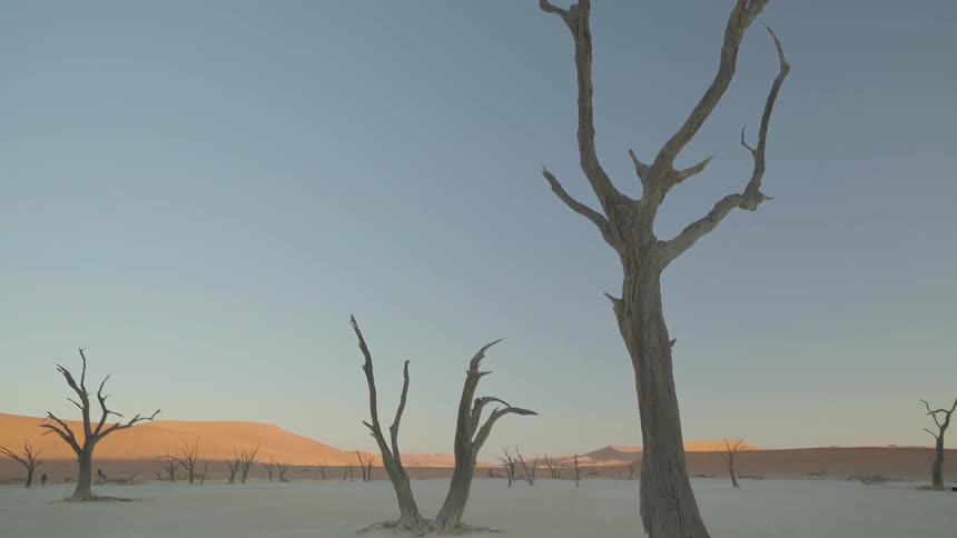 Dead trees are sticking up from the sand in a desert landscape