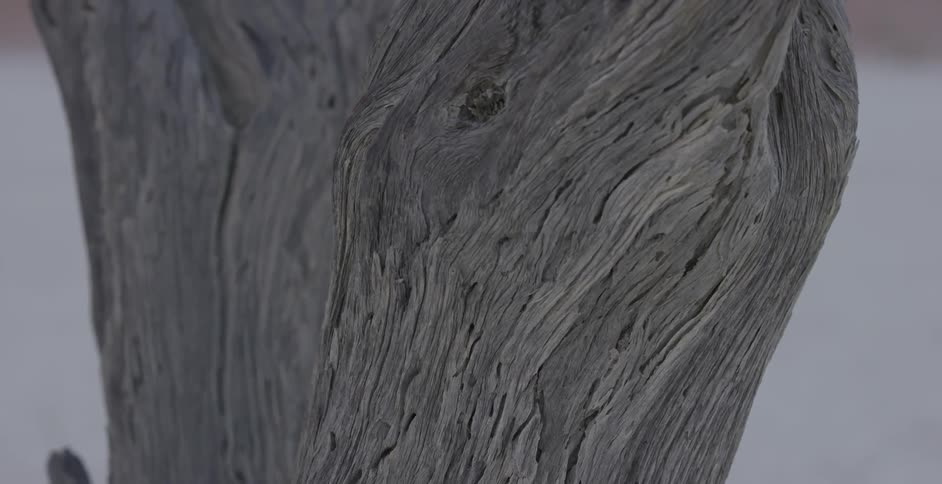 A piece of tree bark is shown up close