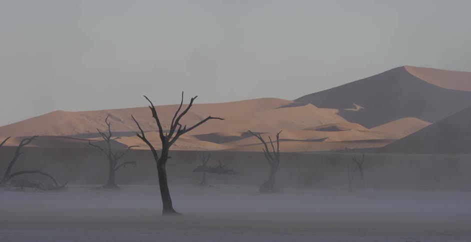 Wind blows sand past dead trees in the desert