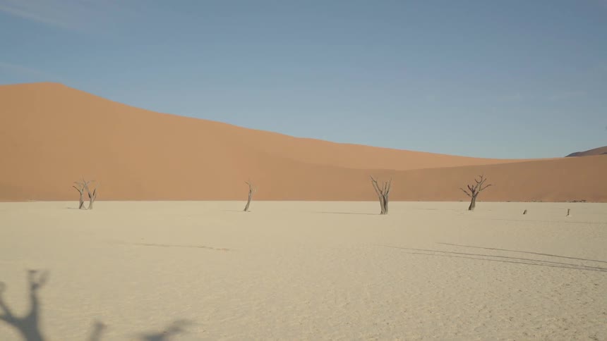 Dead trees sit sparsely in the desert