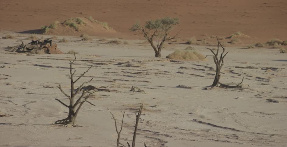 Bare trees cover a desert landscape