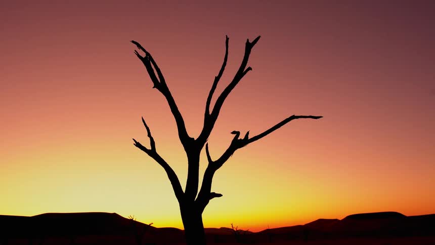 A dead tree stretches up to a sunset sky in a desert landscape