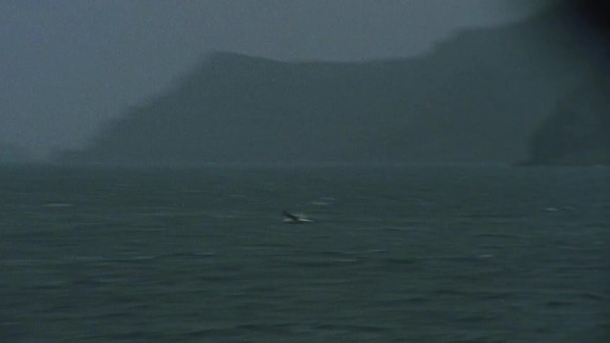 Bird flying just above the water surface of a sea on a cloudy day
