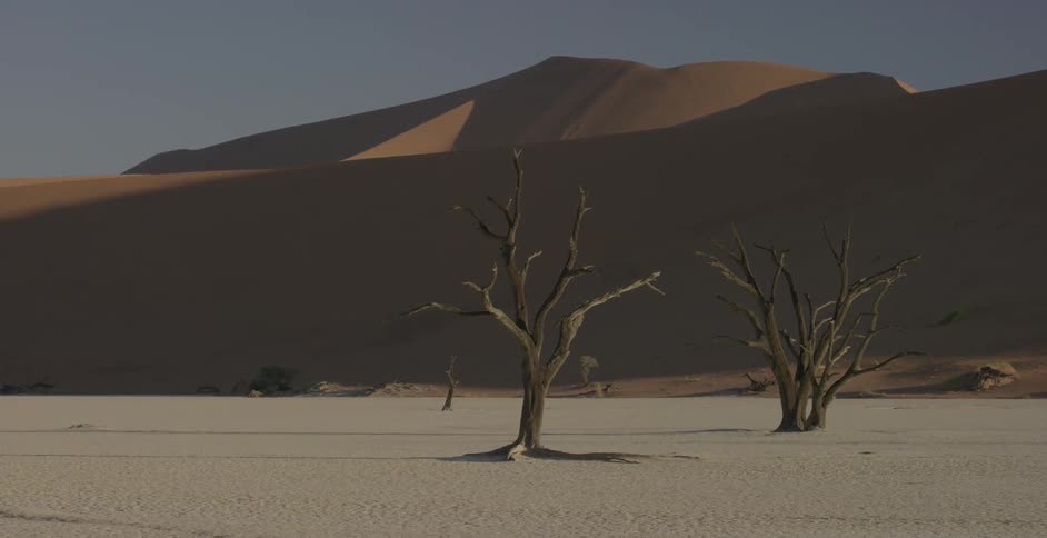 Dead trees are sticking up from the sand in a desert landscape
