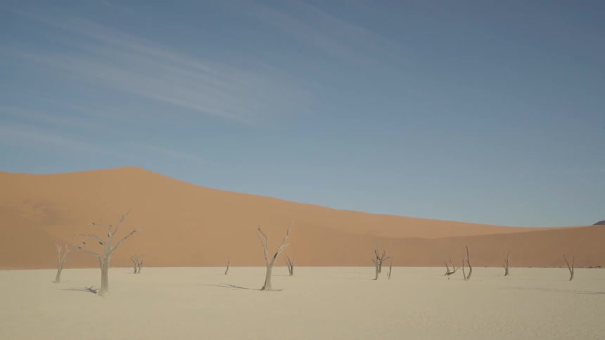Dead trees rise from the sand in a desert setting