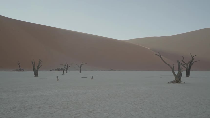 Sand covers the desert landscape with dead trees