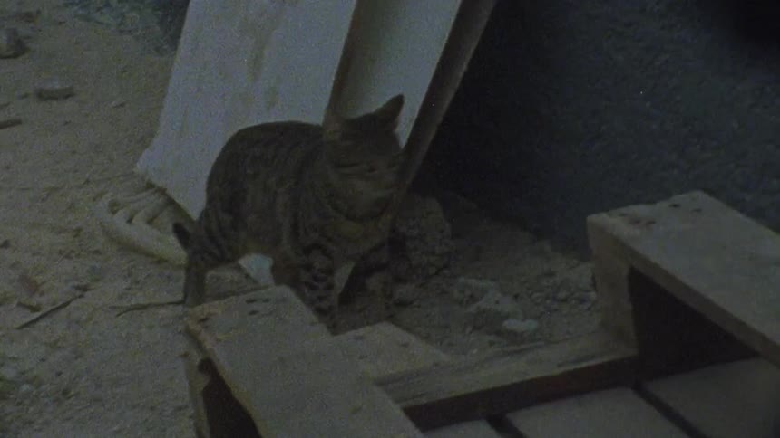 A cat jumps off a pallet and runs away while another cat stands there