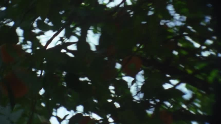 Camera is traveling under trees filming the sky