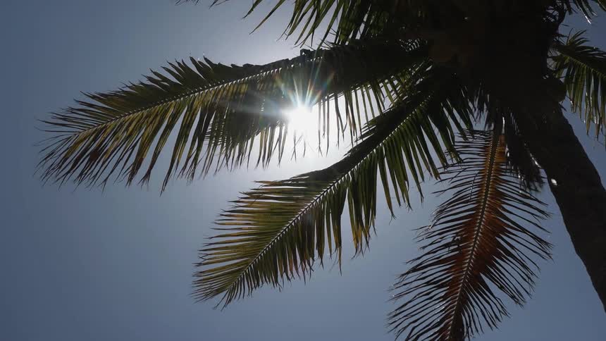 The shine shines through a palm tree