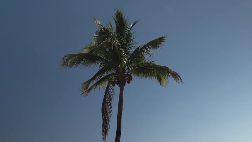 Palm tree standing high against a clear blue sky