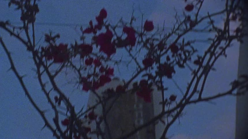 A rose bush hangs in the air next to a building