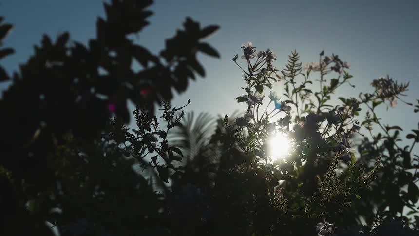 The sun shines through branches outside