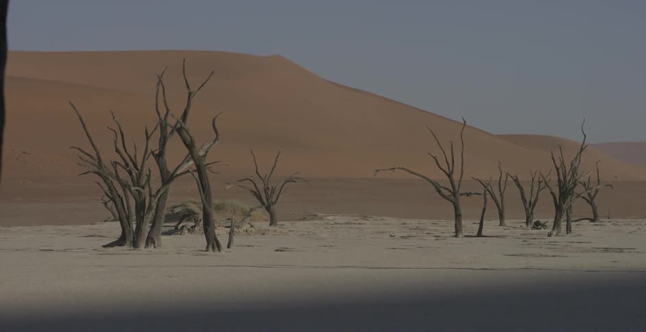 Dead trees are sticking up from the sand in a desert landscape