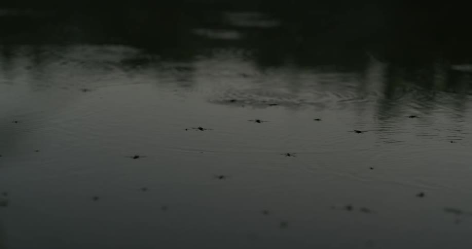 Bugs travel across the water