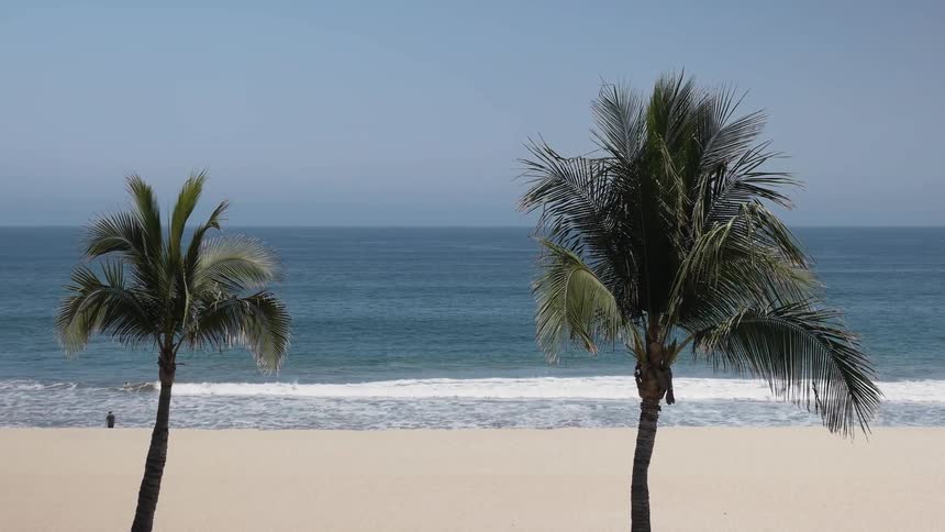 Palm trees sway in the breeze on the beach