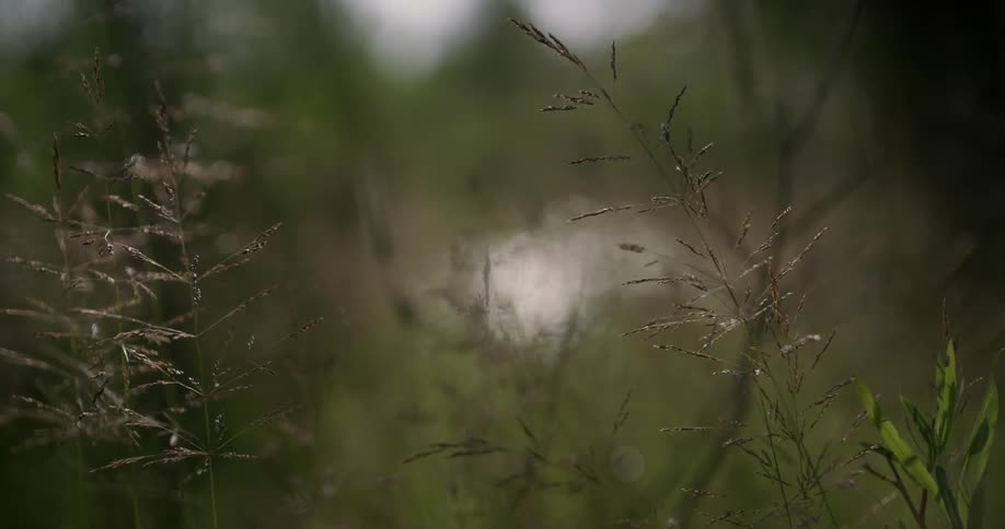River water twinkles in the distance behind weeds