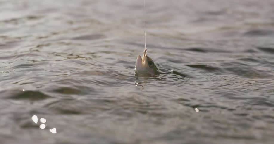 The water is rough and moving back and forth from a fish being reeled in