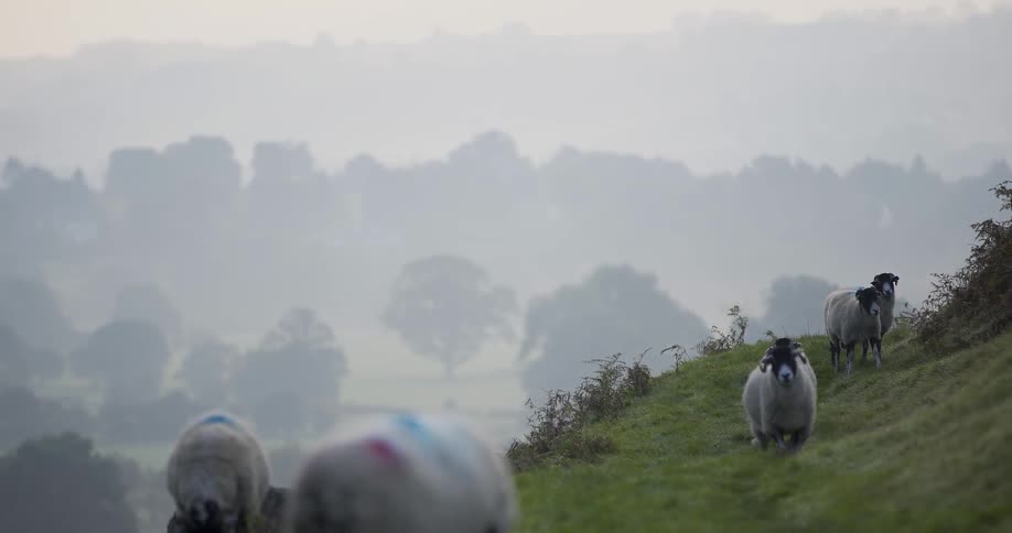The hills are covered with sheep