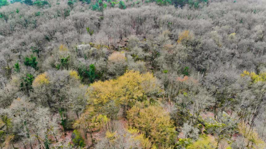 Yellow and green trees cover the forest