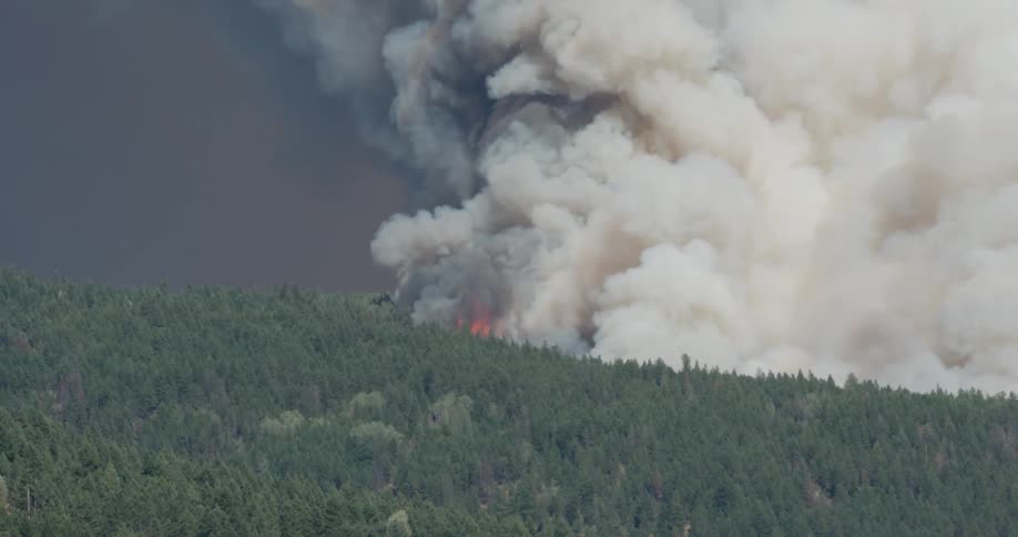 A fire burns in a forest as smoke billows upward
