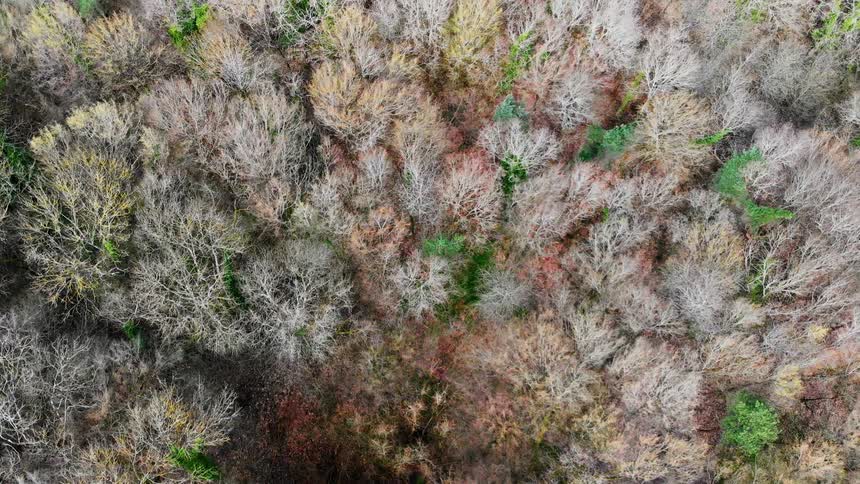 A forest of trees is being filmed from a drone