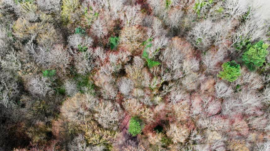 Trees with multicolored leaves cover the landscape